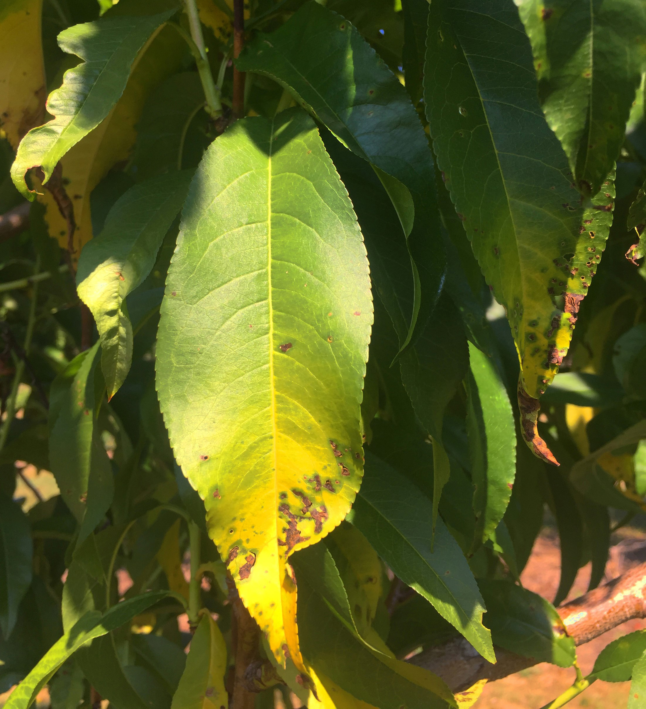 Bacterial leaf spots on peach leaves